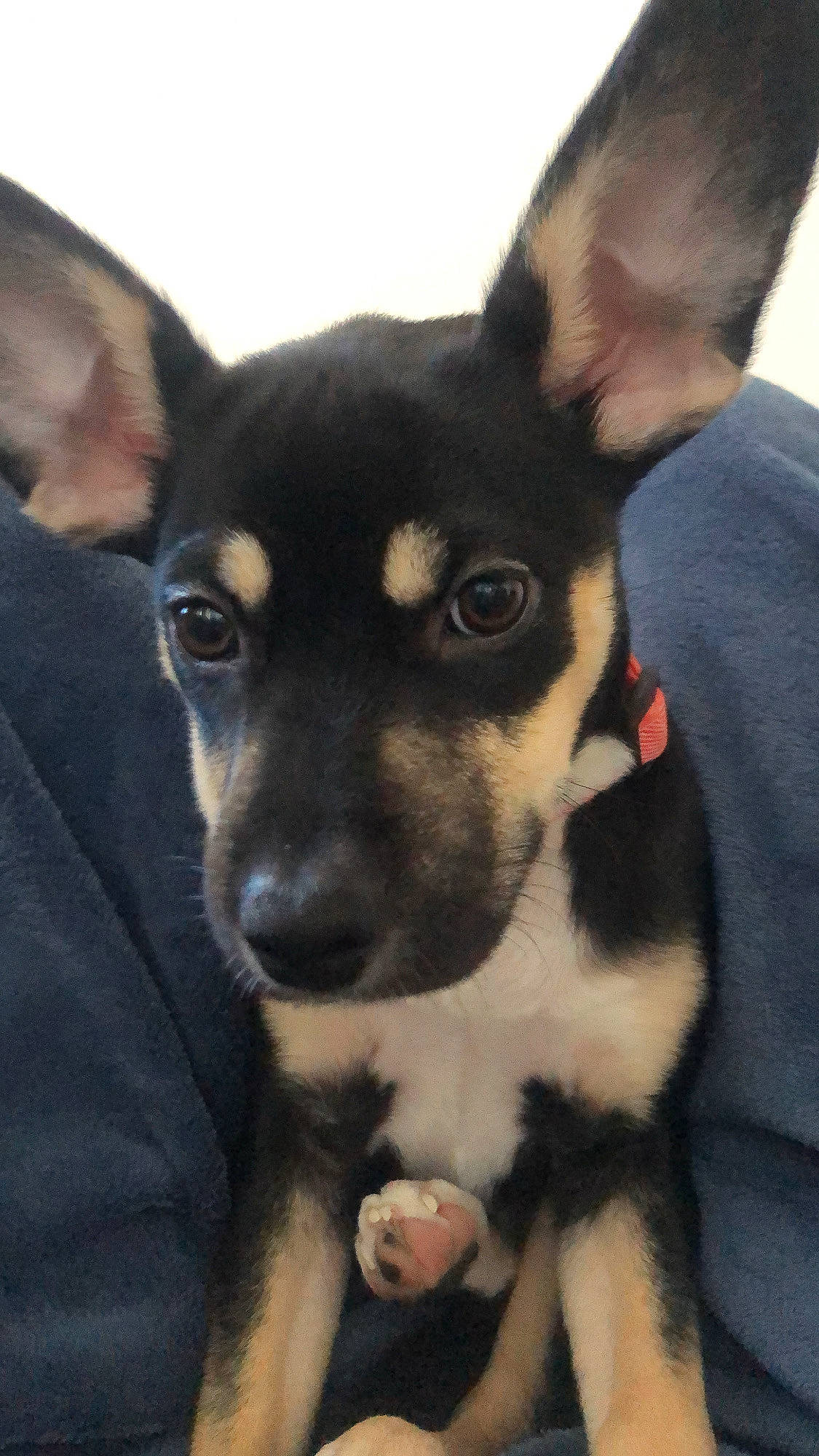 Uska a rejoint le concours — aidez-le/la à gagner de superbes lots ! canidae, carnivore, chihuahua, companion_dog, corgi_chihuahua, dog, dog_breed, ear, fawn, fur, non_sporting_group, puppy, russkiy_toy, snout, sporting_group, terrestrial_animal, toy_dog, whiskers, working_animal