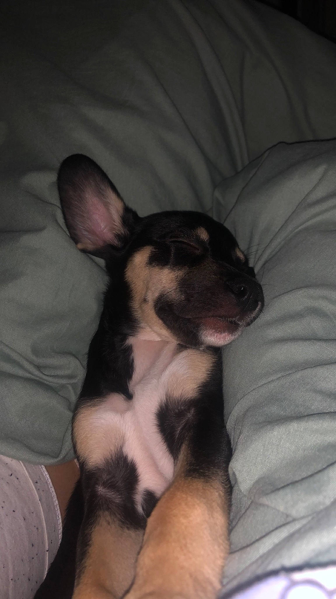 Uska participe au concours pour gagner de l'argent avec cette photo : carnivore, comfort, companion_dog, dog, dog_breed, ear, fawn, fur, non_sporting_group, paw, terrestrial_animal, toy_dog, whiskers, working_animal