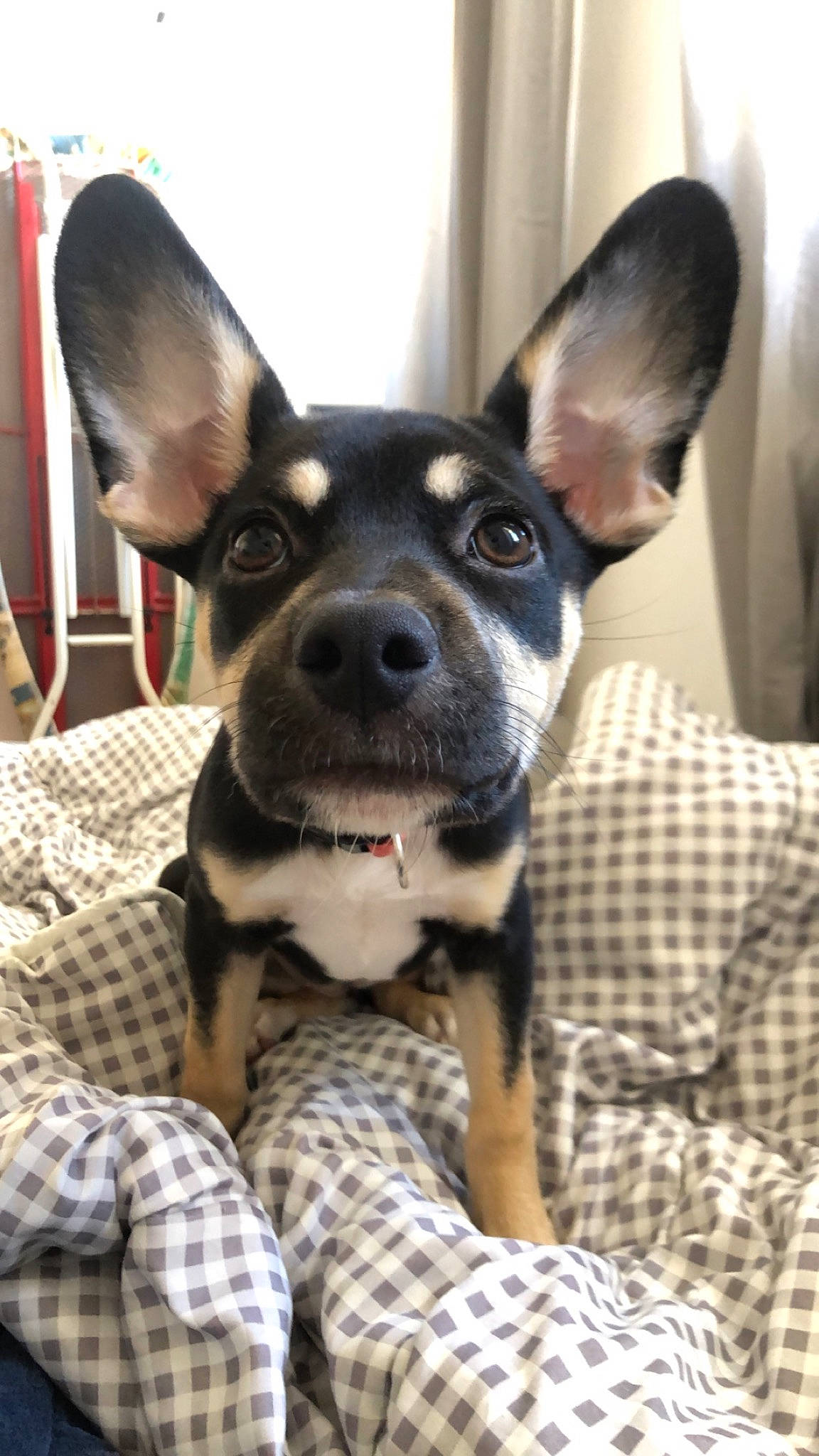 Uska participe au concours pour gagner de l'argent avec cette photo : canidae, carnivore, chihuahua, collar, comfort, companion_dog, dog, dog_breed, dog_supply, ear, fawn, fur, pattern, plaid, snout, sporting_group, tartan, toy_dog, whiskers, working_animal