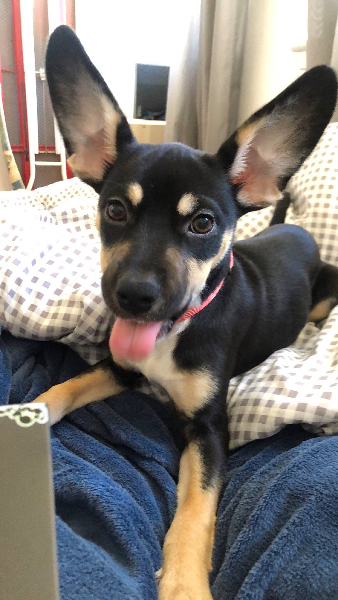 Uska participe au concours pour gagner de l'argent avec cette photo : canidae, carnivore, comfort, companion_dog, dog, dog_breed, dog_supply, ear, fawn, fur, non_sporting_group, prazsky_krysarik, puppy, russkiy_toy, snout, sporting_group, toy_dog, whiskers, working_animal, working_dog