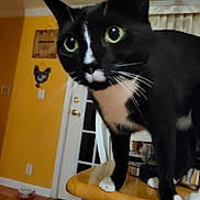 Peanut is registered to the contest to win money with this photo: cat, black_and_white, indoor, curious, whiskers, paws, kitchen_counter, green_eyes, domestic_cat, pet, feline, close_up, animal, house, floor, door, wall_decor, curiosity, fur, table