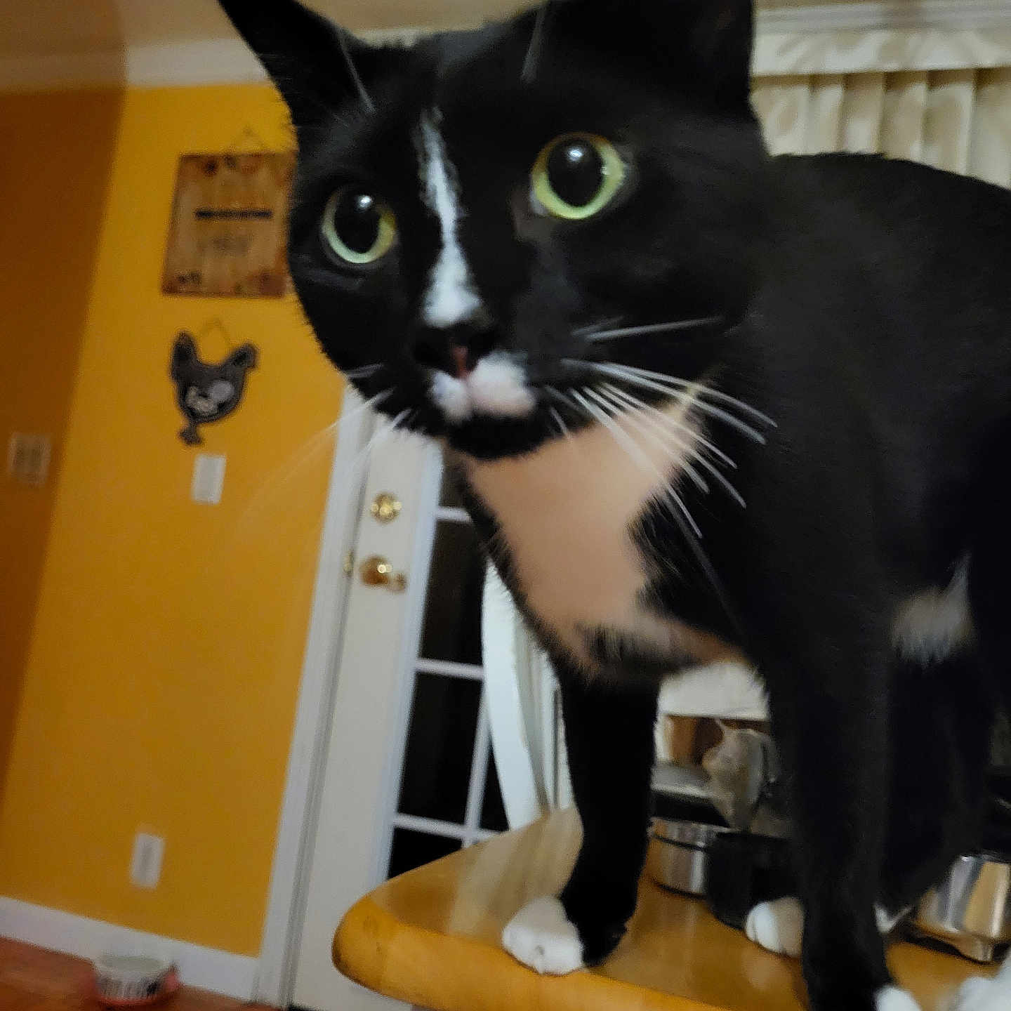 Peanut is registered to the contest to win money with this photo: animal, black_and_white, cat, close_up, curiosity, curious, domestic_cat, door, feline, floor, fur, green_eyes, house, indoor, kitchen_counter, paws, pet, table, wall_decor, whiskers