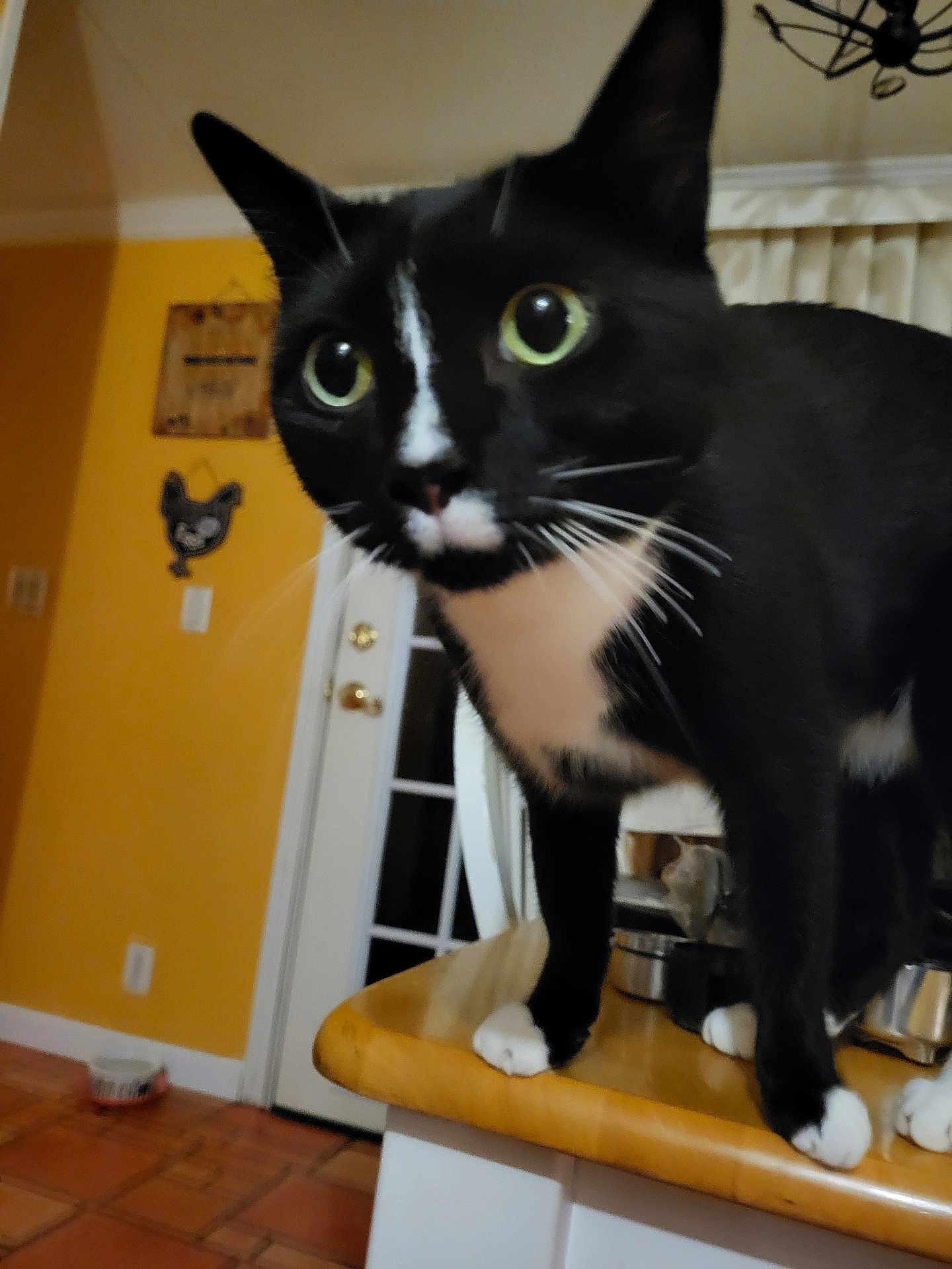 Peanut is registered to the contest to win money with this photo: cat, black_and_white, indoor, curious, whiskers, paws, kitchen_counter, green_eyes, domestic_cat, pet, feline, close_up, animal, house, floor, door, wall_decor, curiosity, fur, table