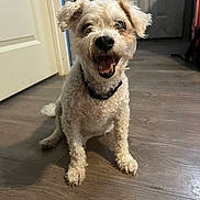 Precious joined the competition — help win amazing prizes! dog, indoor, floor, wooden_floor, pet, curly_hair, collar, happy, smiling, canine, animal, sitting, ears, mouth_open, looking_at_camera, household, door, fur, domestic_animal, friendly