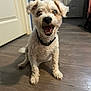 dog, indoor, floor, wooden_floor, pet, curly_hair, collar, happy, smiling, canine, animal, sitting, ears, mouth_open, looking_at_camera, household, door, fur, domestic_animal, friendly