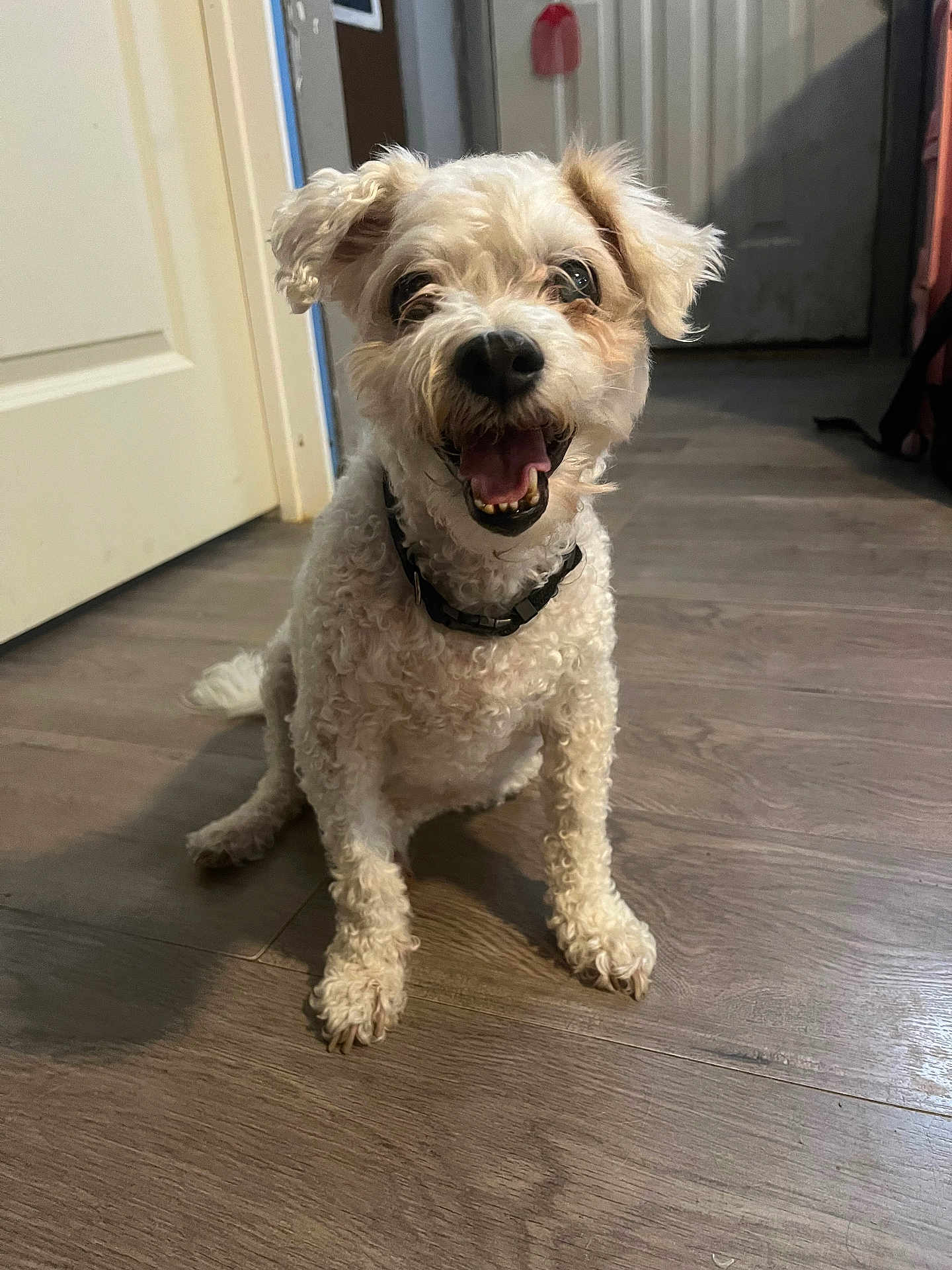 Precious joined the competition — help win amazing prizes! dog, indoor, floor, wooden_floor, pet, curly_hair, collar, happy, smiling, canine, animal, sitting, ears, mouth_open, looking_at_camera, household, door, fur, domestic_animal, friendly