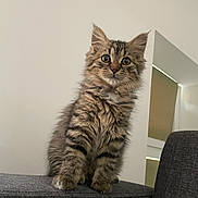 Minette a rejoint le concours — aidez-le/la à gagner de superbes lots ! kitten, cat, tabby, fluffy, sitting, couch, indoor, pet, animal, fur, whiskers, cute, young, curious, eyes, gray, soft, furniture, portrait, domestic