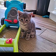 Whisky participe au concours pour gagner de l'argent avec cette photo : abyssinian, animal, architecture, building, cat, door, electronics, furniture, hardwood, indoors, interiordesign, kitten, livingroom, manx, outdoors, pet, shelter, speaker, toy, wood
