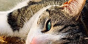 Tsaïk a rejoint le concours — aidez-le/la à gagner de superbes lots ! cat, tabby, close_up, green_eyes, pink_nose, resting, cozy, woven_basket, texture, fur, whiskers, relaxed, indoors, natural_light, sleepy, pet, animal, cute, soft, peaceful