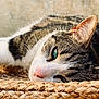 cat, tabby, close_up, green_eyes, pink_nose, resting, cozy, woven_basket, texture, fur, whiskers, relaxed, indoors, natural_light, sleepy, pet, animal, cute, soft, peaceful