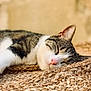 cat, sleeping, tabby, pink_nose, fur, close_up, texture, woven_mat, relaxation, indoor, cozy, resting, animal, pet, whiskers, soft_light, peaceful, laying_down, ears, face