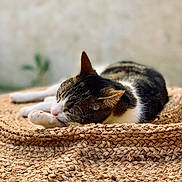 Tsaïk participe au concours pour gagner de l'argent avec cette photo : cat, tabby_cat, sleeping, resting, woven_mat, texture, close_up, animal, pet, fur, whiskers, ear, outdoor, natural_light, relaxation, cozy, soft_focus, background_blur, peaceful, domestic_animal