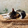 cat, tabby_cat, sleeping, resting, woven_mat, texture, close_up, animal, pet, fur, whiskers, ear, outdoor, natural_light, relaxation, cozy, soft_focus, background_blur, peaceful, domestic_animal