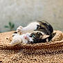 cat, tabby, blue_eyes, stretching, relaxed, woven_mat, texture, close_up, indoor, pet, animal, feline, whiskers, paws, cute, sleepy, soft_light, background_blur, resting, cozy