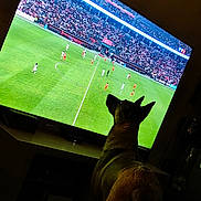 Aska participe au concours pour gagner de l'argent avec cette photo : dog, television, soccer, football, sports, indoors, living_room, screen, stadium, crowd, green_field, players, watching, sitting, back_view, silhouette, night, entertainment, broadcast, pet