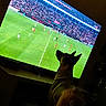 dog, television, soccer, football, sports, indoors, living_room, screen, stadium, crowd, green_field, players, watching, sitting, back_view, silhouette, night, entertainment, broadcast, pet