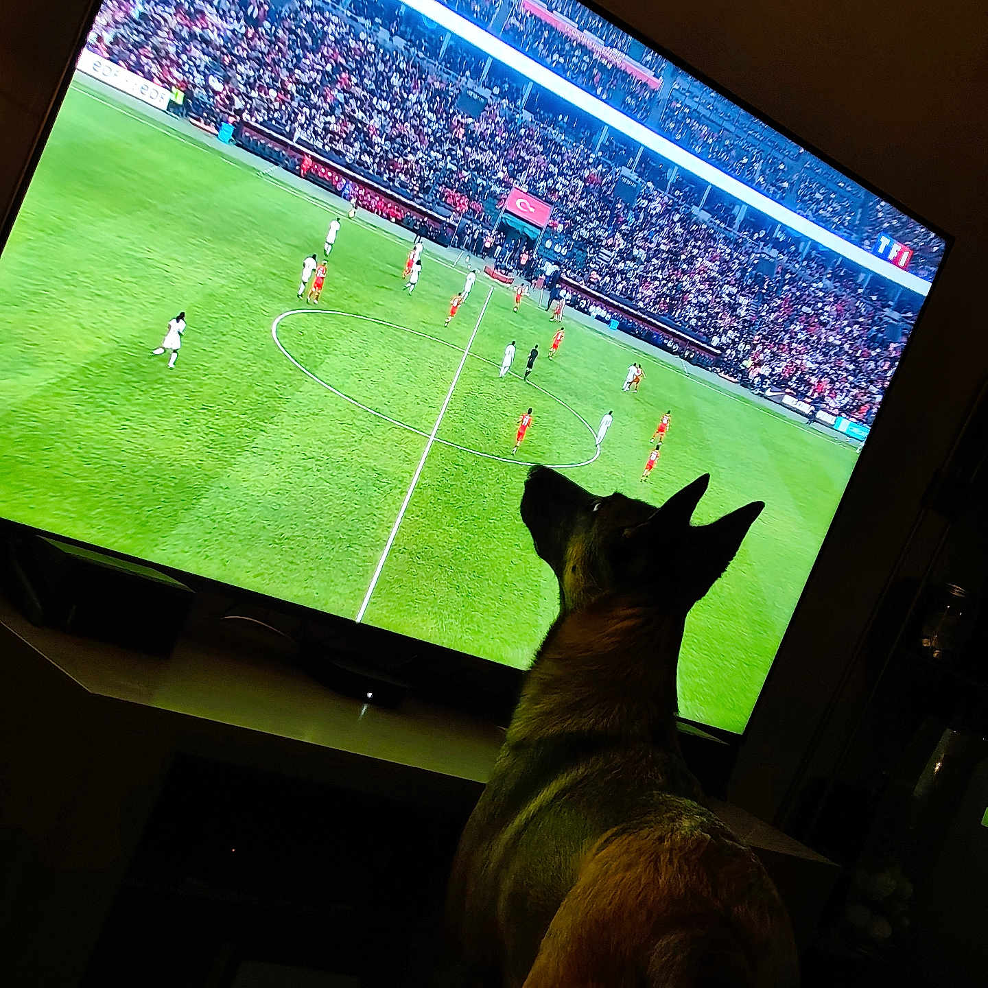 Aska participe au concours pour gagner de l'argent avec cette photo : dog, television, soccer, football, sports, indoors, living_room, screen, stadium, crowd, green_field, players, watching, sitting, back_view, silhouette, night, entertainment, broadcast, pet