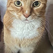 Moïse a rejoint le concours — aidez-le/la à gagner de superbes lots ! alert, animal, cat, close_up, curious, cute, domestic_cat, ears, feline, fur, green_eyes, indoor, looking_at_camera, orange_tabby, pet, portrait, soft_surface, standing, whiskers, white_chest
