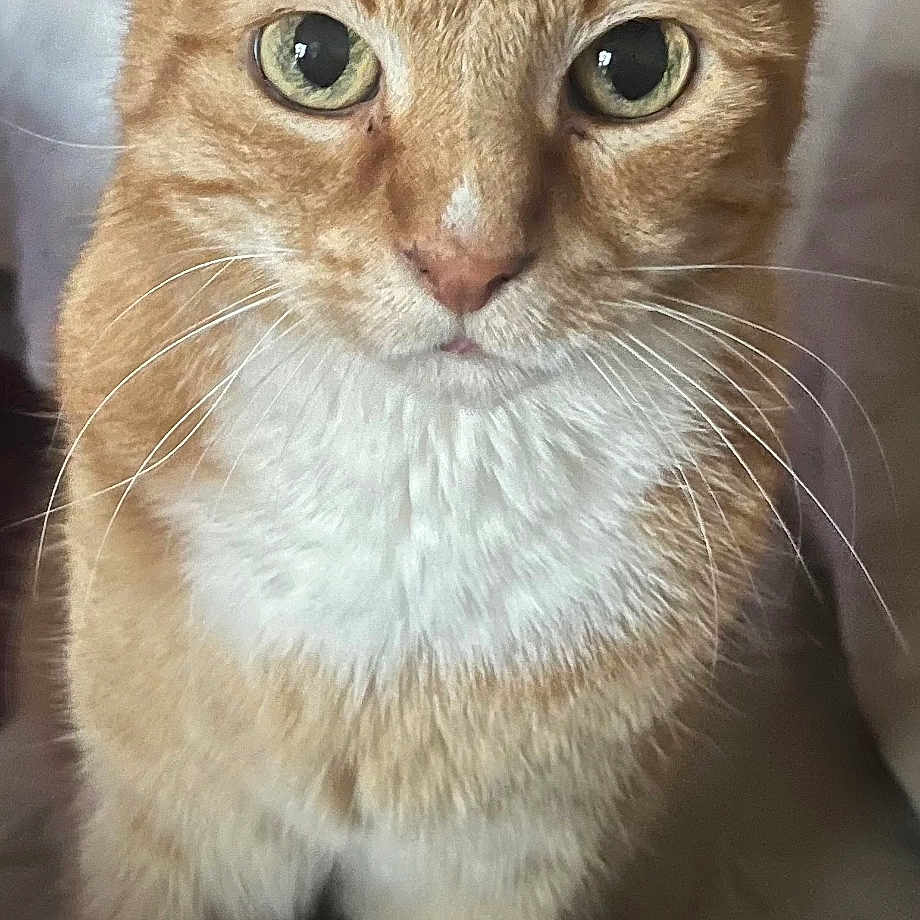 Moïse a rejoint le concours — aidez-le/la à gagner de superbes lots ! alert, animal, cat, close_up, curious, cute, domestic_cat, ears, feline, fur, green_eyes, indoor, looking_at_camera, orange_tabby, pet, portrait, soft_surface, standing, whiskers, white_chest