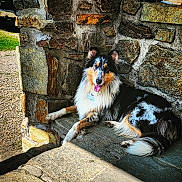 Daisy is registered to the contest to win money with this photo: animal, bench, collie, dog, ears, fur, grass, happy, nature, outdoor, panting, pet, portrait, resting, shadow, stone_wall, sunlight, tail, texture, tricolor