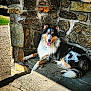 animal, bench, collie, dog, ears, fur, grass, happy, nature, outdoor, panting, pet, portrait, resting, shadow, stone_wall, sunlight, tail, texture, tricolor