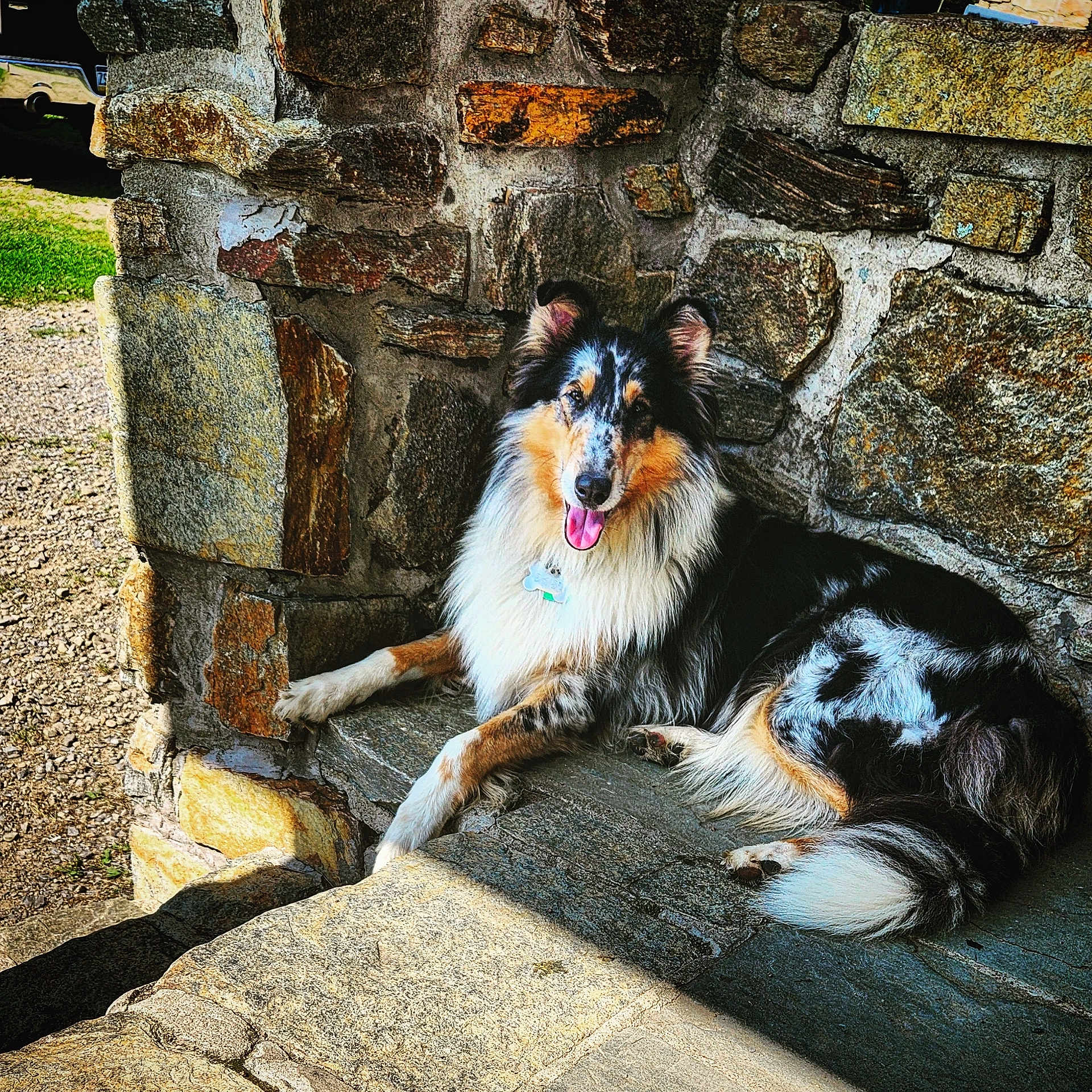 Daisy