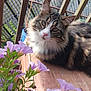 animal, backyard, cat, closeup, curious, domestic_cat, feline, fence, flower, fluffy, greenery, nature, outdoor, pet, plant, purple_flower, relaxed, sunlight, tabby_cat, wooden_surface