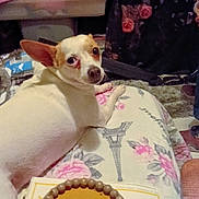 Lala joined the competition — help win amazing prizes! dog, chihuahua, pet, animal, indoor, home, living_room, sitting, lying_down, white_fur, brown_ears, wide_eyes, portrait, floral_pillow, eiffel_tower, television, mantel, decorations, dessert, cake