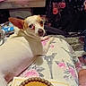 dog, chihuahua, pet, animal, indoor, home, living_room, sitting, lying_down, white_fur, brown_ears, wide_eyes, portrait, floral_pillow, eiffel_tower, television, mantel, decorations, dessert, cake