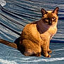 Sushi participe au concours pour gagner de l'argent avec cette photo : cat, siamese, blue_eyes, sitting, indoor, fabric, textured, brown_fur, shadow, curious, pet, animal, feline, portrait, close_up, soft_lighting, blue_background, whiskers, tail, cute