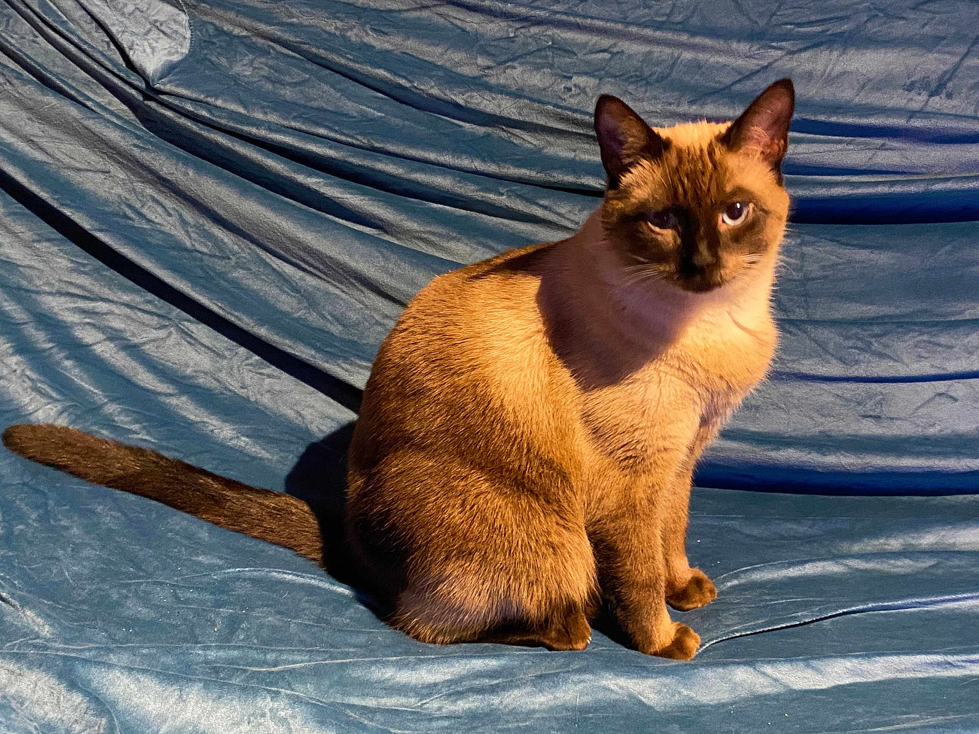 Sushi participe au concours pour gagner de l'argent avec cette photo : cat, siamese, blue_eyes, sitting, indoor, fabric, textured, brown_fur, shadow, curious, pet, animal, feline, portrait, close_up, soft_lighting, blue_background, whiskers, tail, cute