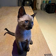 Sushi participe au concours pour gagner de l'argent avec cette photo : kitten, cat, siamese, blue_eyes, wooden_table, indoor, pet, animal, curious, shadow, feline, young_cat, sitting, domestic, cute, small, fur, whiskers, ears, table