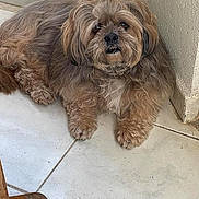 Hannah participe au concours pour gagner de l'argent avec cette photo : dog, fluffy, brown_fur, pet, indoor, tile_floor, corner, small_dog, fur, animal, cute, companion, relaxed, looking_up, tie, tuft, wooden_furniture, home, paw, snout