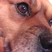 Benny Jet joined the competition — help win amazing prizes! dog, close_up, eye, nose, fur, pet, animal, brown, whiskers, snout, muzzle, canine, portrait, face, macro, detail, domestic_animal, cute, furry, closeup