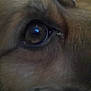 dog, close_up, eye, fur, animal, pet, brown, macro, texture, snout, muzzle, portrait, canine, looking, whiskers, face, cute, reflection, soft, blur