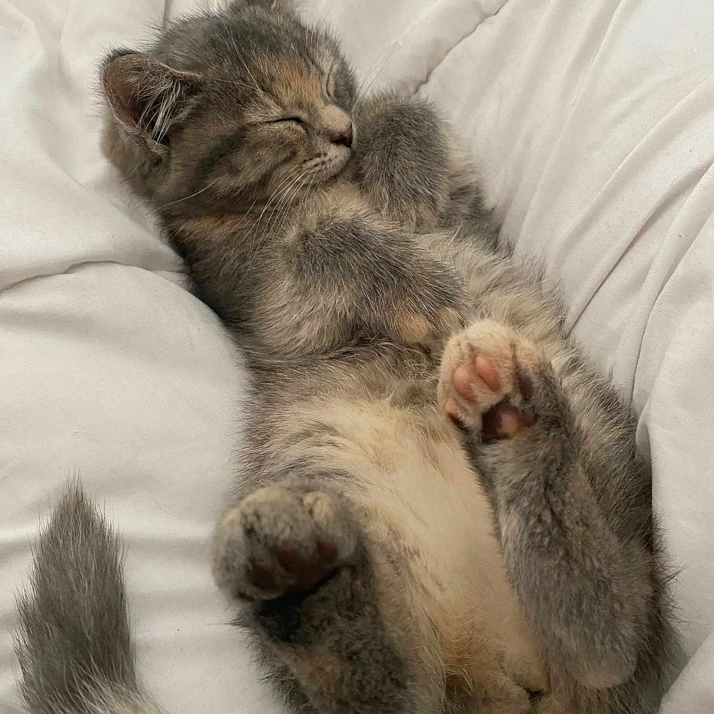 Nala a rejoint le concours — aidez-le/la à gagner de superbes lots ! abyssinian, angora, animal, bed, bedroom, blanket, cat, couch, furniture, indoors, kitten, manx, person, pet, quilt, room, siamese, sleeping