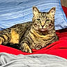 Jiggs is registered to the contest to win money with this photo: cat, tabby_cat, pet, animal, feline, bed, blanket, red_blanket, blue_blanket, resting, indoor, fur, whiskers, ears, green_eyes, relaxed, cozy, domestic_animal, sleeping_area, comfort