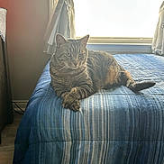 Jiggs joined the competition — help win amazing prizes! cat, tabby_cat, bed, bedspread, blue, striped, window, curtains, indoor, furniture, relaxed, pet, animal, domestic_animal, paw, light, shadow, resting, home, cozy