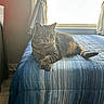 cat, tabby_cat, bed, bedspread, blue, striped, window, curtains, indoor, furniture, relaxed, pet, animal, domestic_animal, paw, light, shadow, resting, home, cozy