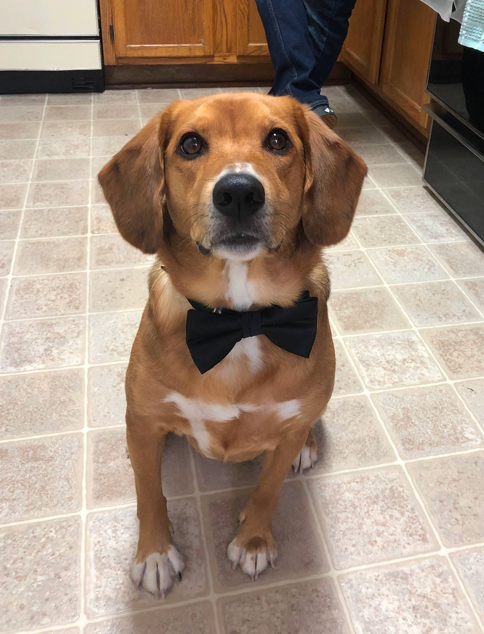 Otis joined the competition — help win amazing prizes! beagador, beagle, beagle_harrier, canidae, carnivore, companion_dog, dog, dog_breed, fawn, harrier, hound, hunting_dog, mammal, pocket_beagle, portuguese_pointer, rare_breed_dog, snout, sporting_group, treeing_walker_coonhound, vertebrate