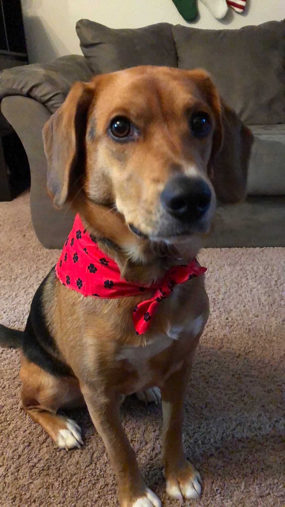 Otis is registered to the contest to win money with this photo: beagador, beagle, canidae, carnivore, companion_dog, coonhound, dog, dog_breed, english_coonhound, harrier, hound, hunting_dog, mammal, mountain_cur, rare_breed_dog, snout, sporting_group, treeing_walker_coonhound, tyrolean_hound, vertebrate