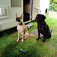 Ukka participe au concours pour gagner de l'argent avec cette photo : dog, canine, pet, animal, grass, outdoor, camper_van, vehicle, toy, sitting, black_dog, tan_dog, collar, leash, step_stool, greenery, daylight, nature, fence, waiting