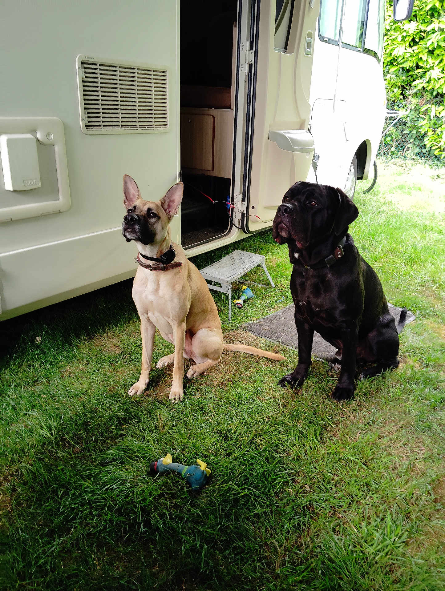 Ukka participe au concours pour gagner de l'argent avec cette photo : dog, canine, pet, animal, grass, outdoor, camper_van, vehicle, toy, sitting, black_dog, tan_dog, collar, leash, step_stool, greenery, daylight, nature, fence, waiting