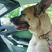 Sisi participe au concours pour gagner de l'argent avec cette photo : dog, canine, pet, car, car_interior, window, door_handle, side_mirror, raindrops, tan_coat, black_coat, collar, leash, sitting, profile_view, mouth_open, tongue_out, daylight, seat, happy