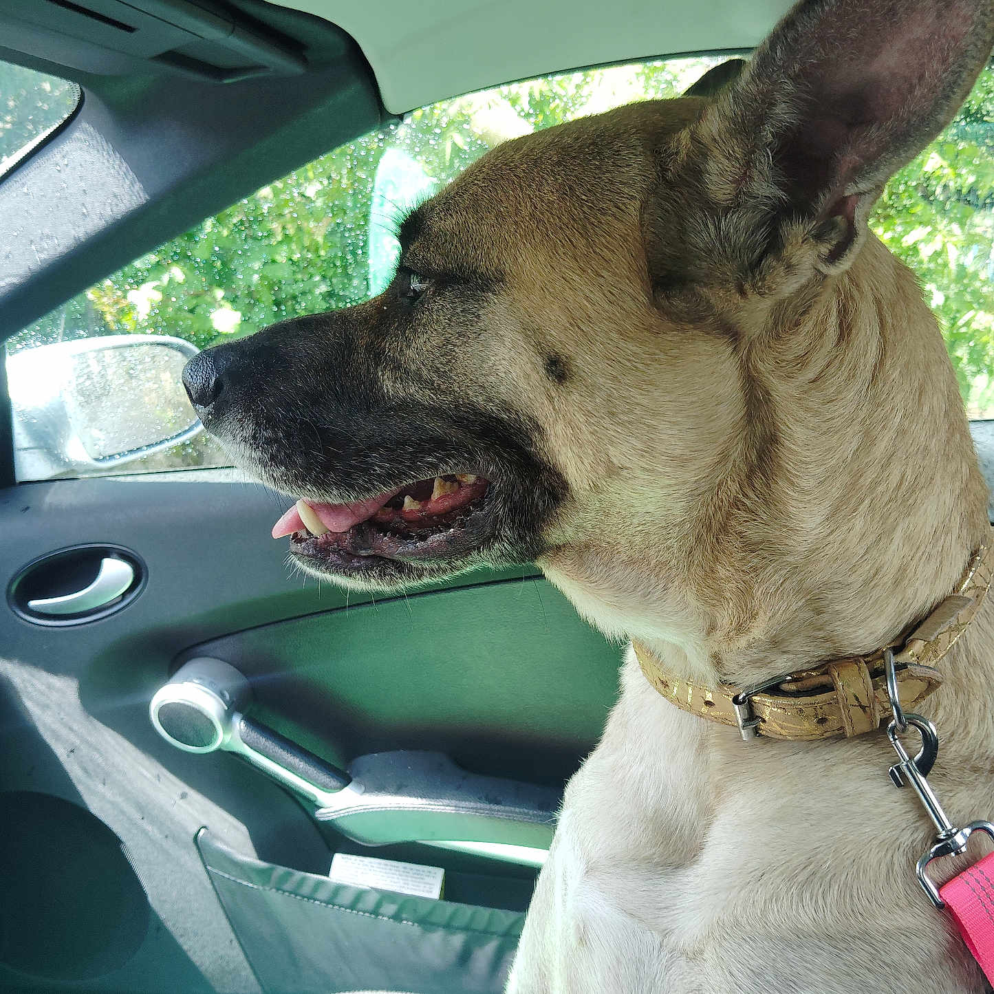 Sisi participe au concours pour gagner de l'argent avec cette photo : dog, canine, pet, car, car_interior, window, door_handle, side_mirror, raindrops, tan_coat, black_coat, collar, leash, sitting, profile_view, mouth_open, tongue_out, daylight, seat, happy