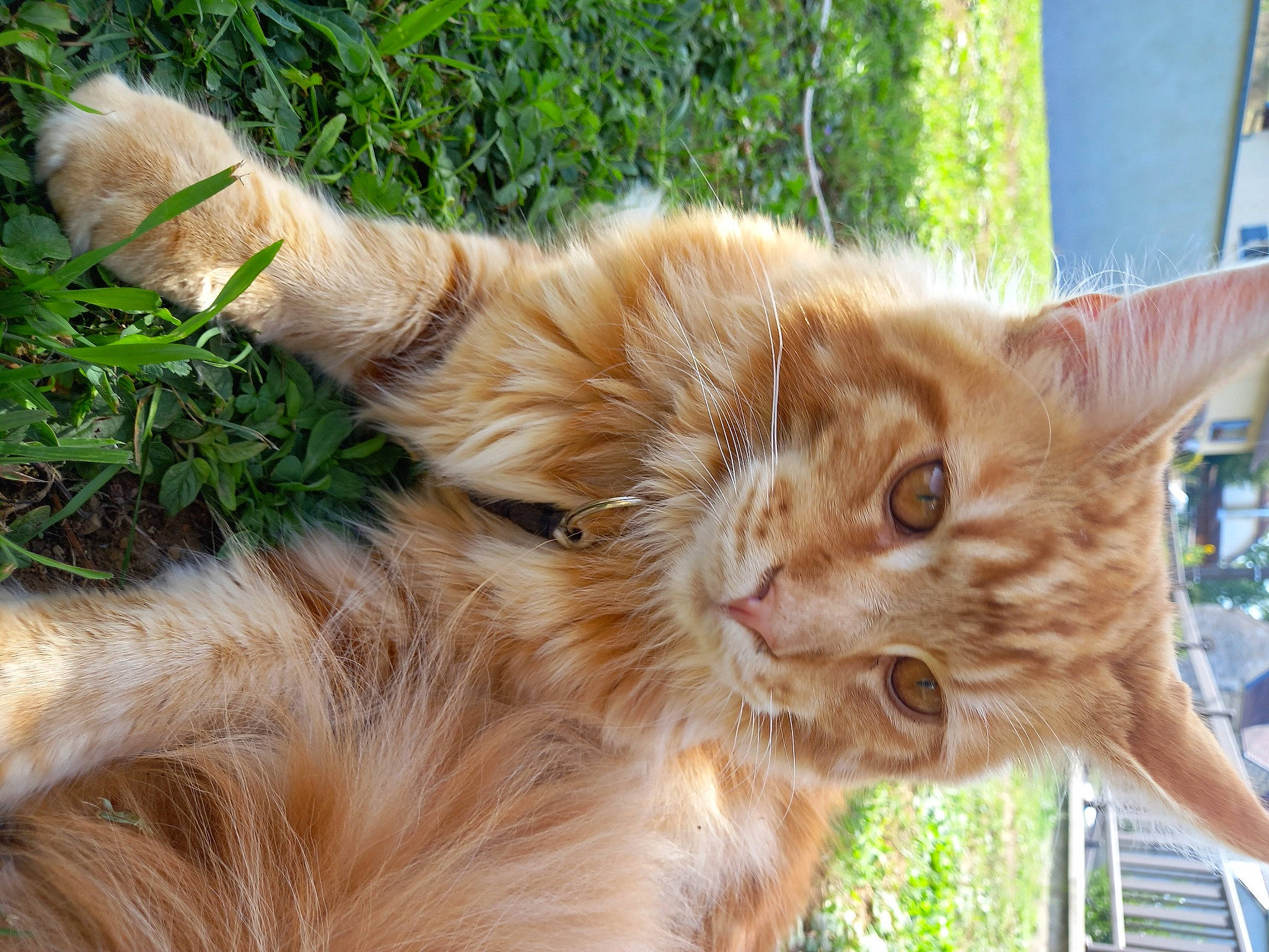 Sushy participe au concours pour gagner de l'argent avec cette photo : carnivore, cat, claw, domestic_short_haired_cat, fawn, felidae, fur, grass, plant, small_to_medium_sized_cats, snout, tail, terrestrial_animal, tree, whiskers, wildlife