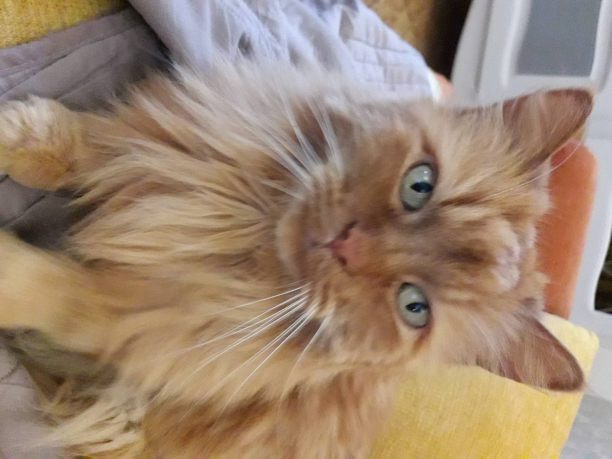 Charly a rejoint le concours — aidez-le/la à gagner de superbes lots ! british_longhair, carnivore, cat, claw, eye, fawn, felidae, flooring, fur, hair, paw, persian, small_to_medium_sized_cats, snout, terrestrial_animal, whiskers