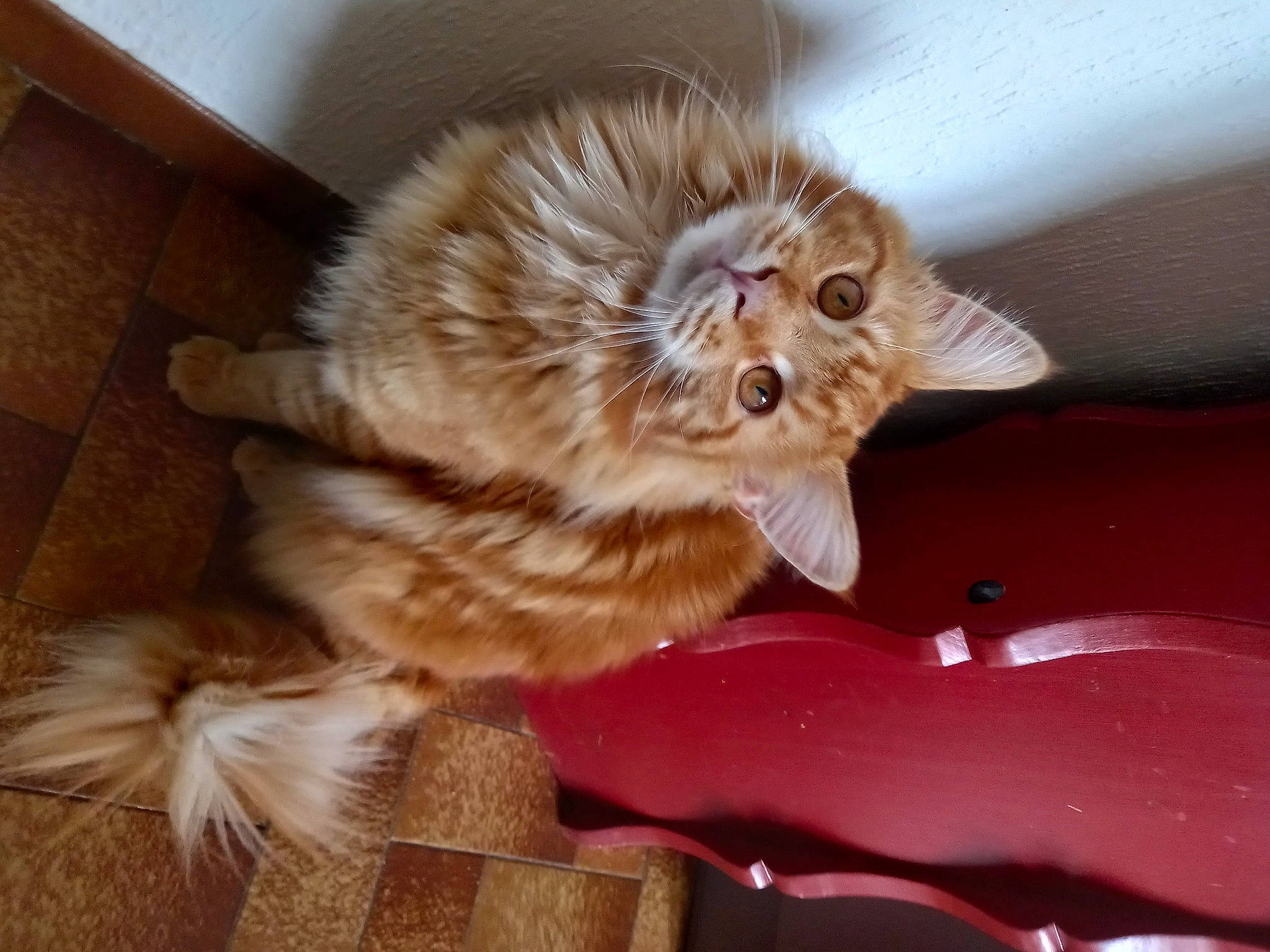 Sushy a rejoint le concours — aidez-le/la à gagner de superbes lots ! british_longhair, carnivore, cat, cat_supply, claw, comfort, companion_dog, dog_breed, domestic_short_haired_cat, fang, fawn, felidae, fur, liver, paw, small_to_medium_sized_cats, snout, tail, terrestrial_animal, whiskers