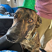 Raya is registered to the contest to win money with this photo: dog, brindle, hat, green_hat, pet, close_up, indoor, living_room, couch, person, curious, brown_eyes, collar, fur, whiskers, animal, companion, cute, portrait, funny