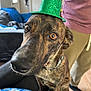 dog, brindle, hat, green_hat, pet, close_up, indoor, living_room, couch, person, curious, brown_eyes, collar, fur, whiskers, animal, companion, cute, portrait, funny